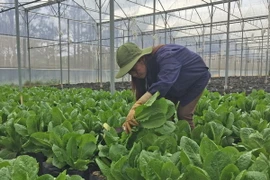 Thu hoạch rau trồng trong nhà kính. (Ảnh: Nguyễn Dũng/TTXVN)