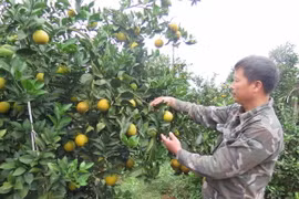Vườn cam của anh Trần Văn Tuyên, tổ 4, thị trấn Cao Phong có diện tích 7ha cho thu hoạch hơn 5 tỷ đồng/năm. (Ảnh: Nhan Sinh/TTXVN)