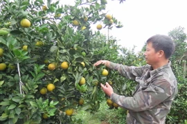 Vườn cam của anh Trần Văn Tuyên, tổ 4, thị trấn Cao Phong có diện tích 7ha cho thu hoạch hơn 5 tỷ đồng/năm. (Ảnh: Nhan Sinh/TTXVN)