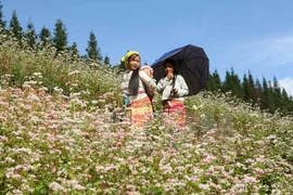 Cánh đồng hoa tam giác mạch. (Ảnh: Minh Quyết/TTXVN)