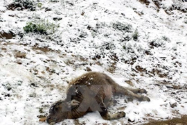 Gia súc bị chết do rét đậm, rét hại tại Sa Pa. (Ảnh: Quỳnh Trang/TTXVN)