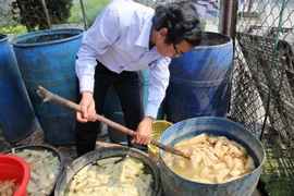 Kiểm tra việc sản xuất măng tại cơ sở kinh doanh măng ở huyện Hòa Vang. (Ảnh: Trần Lê Lâm/TTXVN)