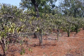 Một vườn càphê đã bị cháy khô do thiếu nước tưới. (Ảnh: Dương Giang/TTXVN)