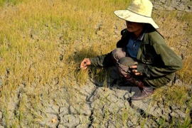 Hạn hán khiến ruộng đất khô cằn, nhiều diện tích lúa hư hại. (Ảnh: Hoài Nam/TTXVN)