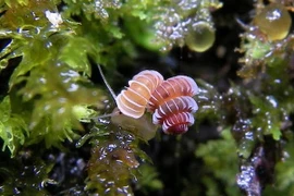 Loài ốc như sinh vật "ngoài hành tinh" nguy cơ tuyệt chủng