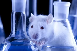 Chế độ ăn nhiều chất béo gây ảnh hưởng thần kinh khứu giác