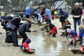 [Photo] Du khách tự tay đào vàng và cảm nhận sự nguy hiểm