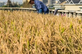 Campuchia kêu gọi nông dân nâng cao chất lượng lúa gạo 