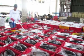 [Photo] Ngư dân tỉnh Khánh Hòa được mùa các loại cá ngừ