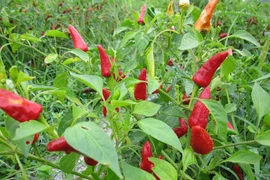 Nghiên cứu gen để lai tạo giống ớt có vị cay hơn