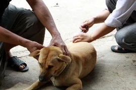 Tiêm phòng vật nuôi để phòng dại. (Ảnh minh họa)
