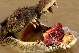 Săn cá sấu sẽ tạo động lực xấu cho “các hành vi độc ác"