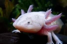 "Quái vật dưới nước" xuất hiện trở lại tại vùng hồ Mexico