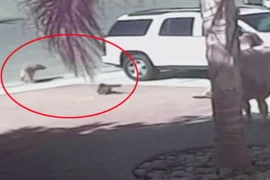 Video chú mèo dũng cảm đuổi con chó cắn cậu chủ nhỏ