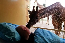 Hươu cao cổ gây xúc động với nụ hôn vĩnh biệt người nuôi