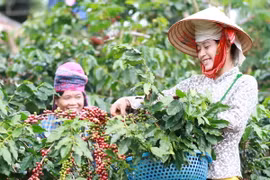 Thu hoạch càphê. (Ảnh: Lê Hữu Quyết/TTXVN)