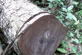 (Ảnh minh họa: Chu Quốc Hùng/TTXVN)