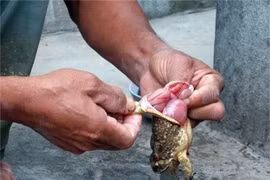 Đắk Lắk: Một cháu bé tử vong vì ngộ độc khi ăn trứng cóc