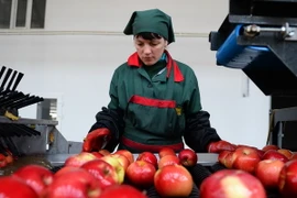 Công nhân phân loại hoa quả tại một kho hàng ở làng Bucovat, Moldova, một trong các quốc gia chịu ảnh hưởng từ tác động của lệnh cấm nhập khẩu lương thực, thực phẩm của Nga. (Nguồn: AFP/TTXVN)