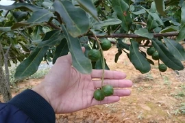 Cây mắcca được trồng tại Lai Châu. (Ảnh: Nguyễn Duy/TTXVN)