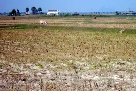 (Ảnh minh họa: Lê Sen/TTXVN)