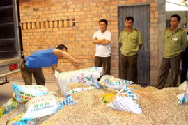 Lực lượng chức năng tiến hành tiêu hủy số phân bón giả, kém chất lượng. (Ảnh: Lê Thúy Hằng/TTXVN)