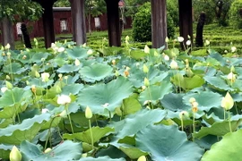 Sen trắng được trồng trong hồ Thái Dịch, Đại Nội Huế. (Ảnh: Quốc Việt/TTXVN)