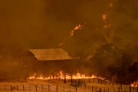 Cháy rừng dữ dội tại Guinda, California, Mỹ. (Nguồn: AFP/TTXVN)