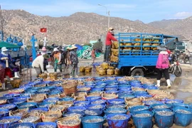 Thương lái thu mua cá tại cảng vận chuyển đi tiêu thụ. (Ảnh: Công Thử/TTXVN)