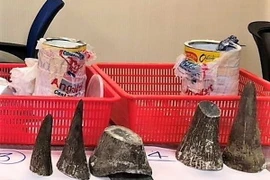 Sừng tê giác do lực lượng hải quan phát hiện và thu giữ. (Ảnh: Anh Tuấn/TTXVN)