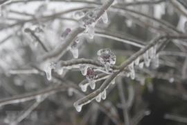 (Ảnh minh họa: Quang Duy/TTXVN)