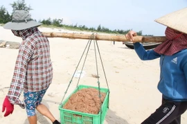 Đưa ruốc tươi vừa được đánh bắt từ thuyền lên. (Ảnh: Thanh Thủy/TTXVN)