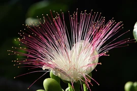 Hoa bàng vuông lung linh khoe sắc trên đảo Sơn Ca. (Ảnh: Dương Giang/TTXVN)