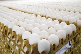 Trứng gà tại một trang trại ở Doornenburg, Hà Lan ngày 27/7. (Nguồn: AFP/TTXVN)