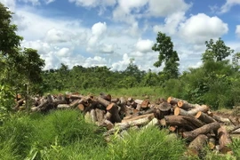 (Ảnh minh họa: Dương Giang/TTXVN)