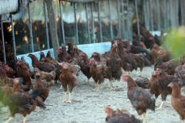 Ảnh minh họa. (Nguồn: Yonhap/TTXVN)