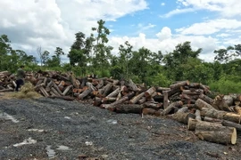 (Ảnh minh họa: Dương Giang/TTXVN)