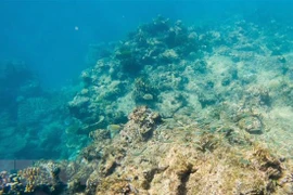 Rạn san hô Barrier ở Queensland, Australia, ngày 2/6/2021. (Ảnh: THX/TTXVN) 