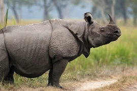 Tê giác Jave. (Nguồn: AFP)