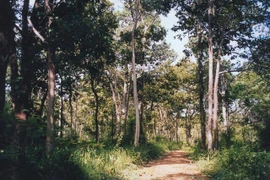 Điều tra vụ việc một cán bộ kiểm lâm bị bắn khi đang làm nhiệm vụ