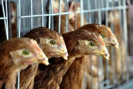 Ảnh minh họa. (Nguồn: Getty Images)