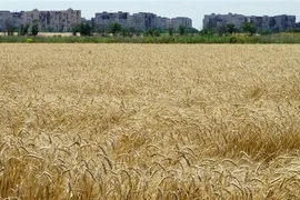 Cánh đồng lúa mỳ gần Mariupol (Ukraine) ngày 15/7/2022. (Ảnh: AFP/TTXVN) 