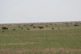 Đàn linh dương saiga. (Ảnh: Munib Khanyari) 