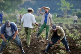 Nông dân Cuba đang gieo trồng khoai lang. (Nguồn: AFP) 