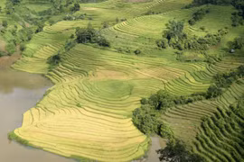 [Photo] Về Bát Xát ngắm "mùa vàng" trên những thửa ruộng bậc thang