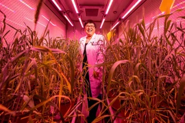 (Phòng trồng lúa mỳ chỉnh sửa gene bằng CRISPR. Ảnh: Sciencemag.) 