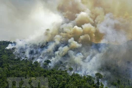 Ảnh minh họa (Nguồn: AFP/TTXVN)