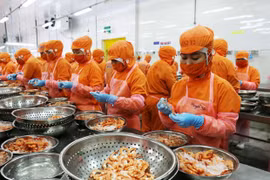 Chế biến tôm xuất khẩu tôm. (Ảnh: Công Thử/TTXVN)