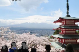 Khách du lịch ngắm hoa anh đào ở Nhật Bản. (Ảnh: Kyodo News) 