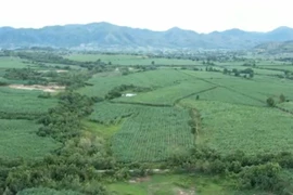 Gia Lai: Hình thành vùng chuyên canh mía quy mô lớn tại Krông Pa